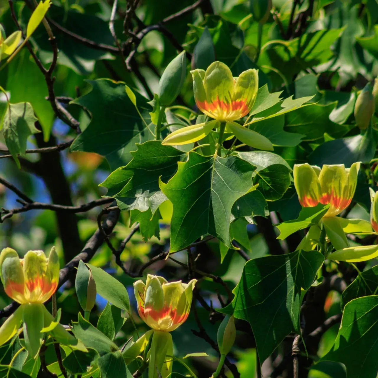 Tulip Poplar Tree