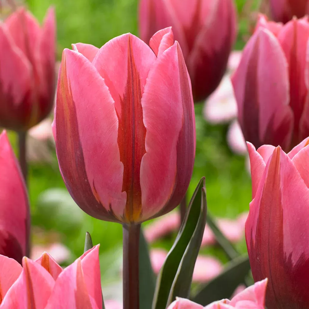 tulip-pretty-princess Tulip - Pretty Princess