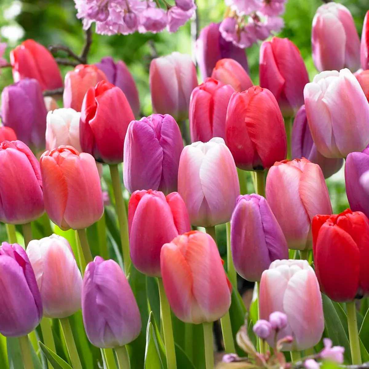 tulip-pride-mix Tulip - Pride Mix