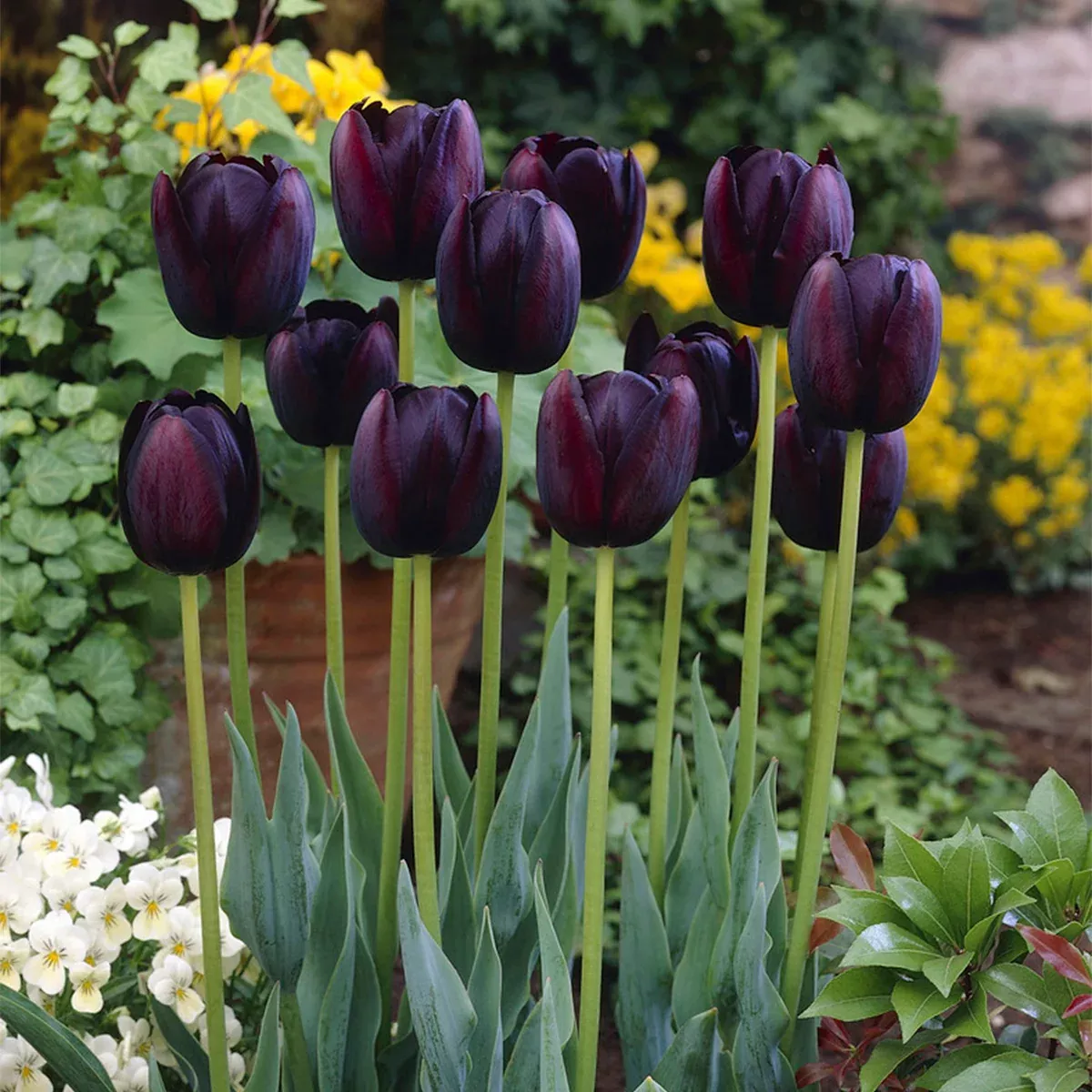 tulip-queen-night Tulip - Queen of Night