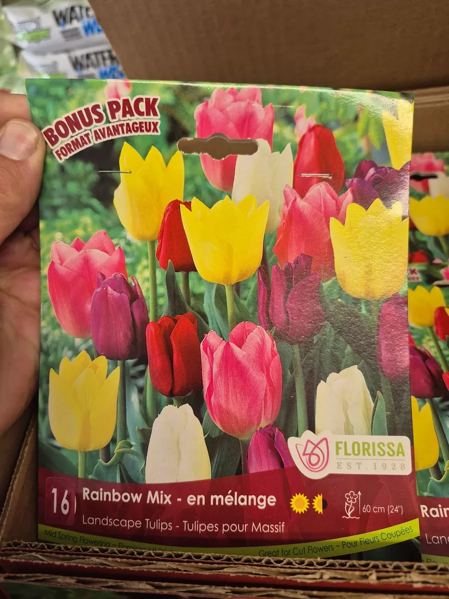 Tulip Rainbow Mix – 16 Bulbs