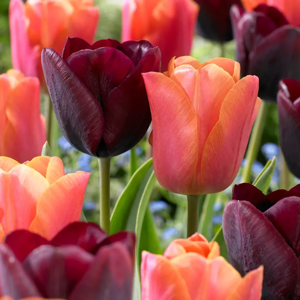 tulip-ronaldo-blend Tulip - Ronaldo Blend