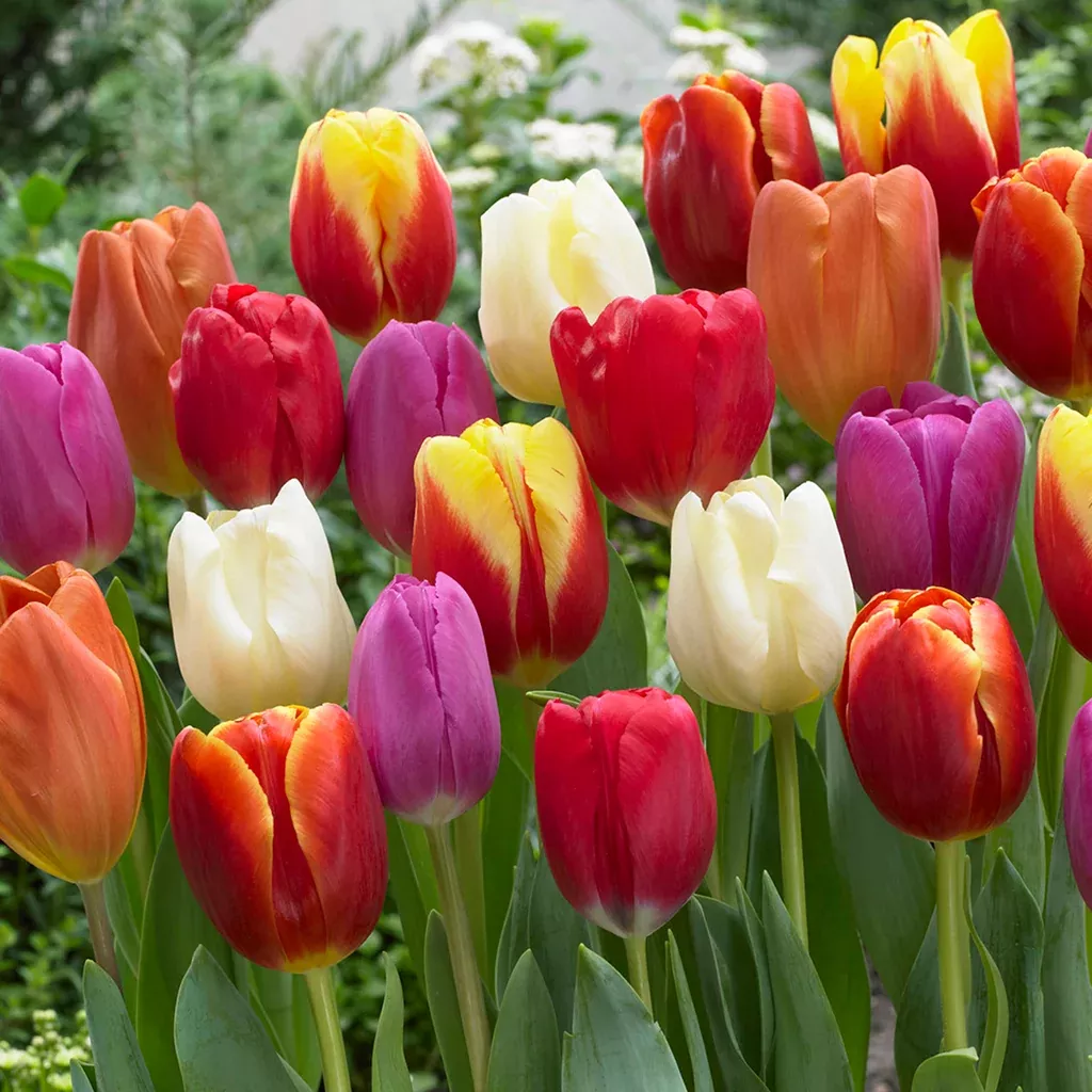 tulip-triumph-mix Tulip - Triumph Mix