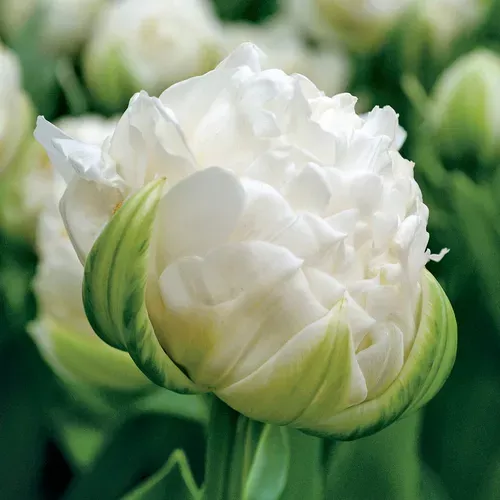 tulipa-ice-age-bulbs Tulipa Ice Age Bulbs