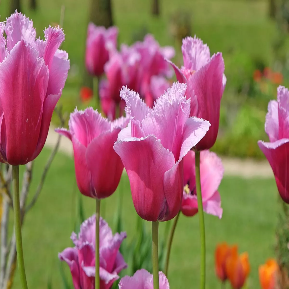 tulipa-louvre-bulb-pack-20-12 Tulipa ‘Louvre’ Bulb – Pack of 20 | 12/+
