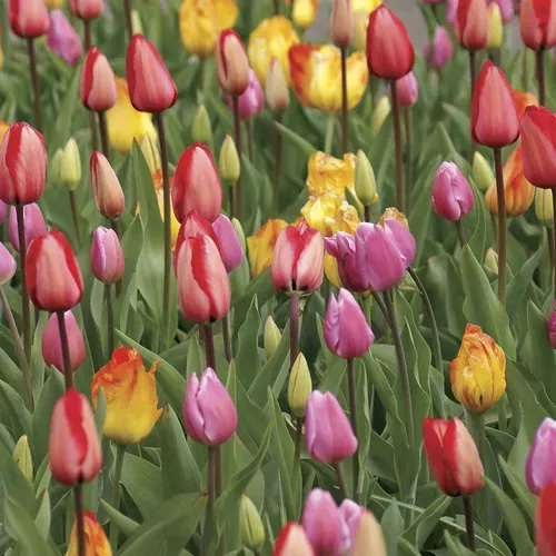 Tulipa Marathon Mix Bulbs