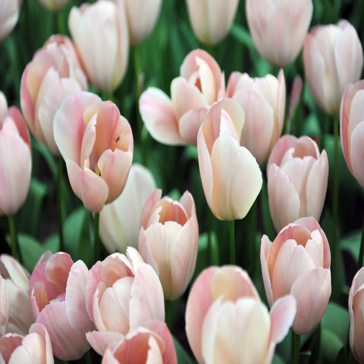 Tulipa ‘Salmon Van Eijk’ Bulb – Pack of 100 | 12/+