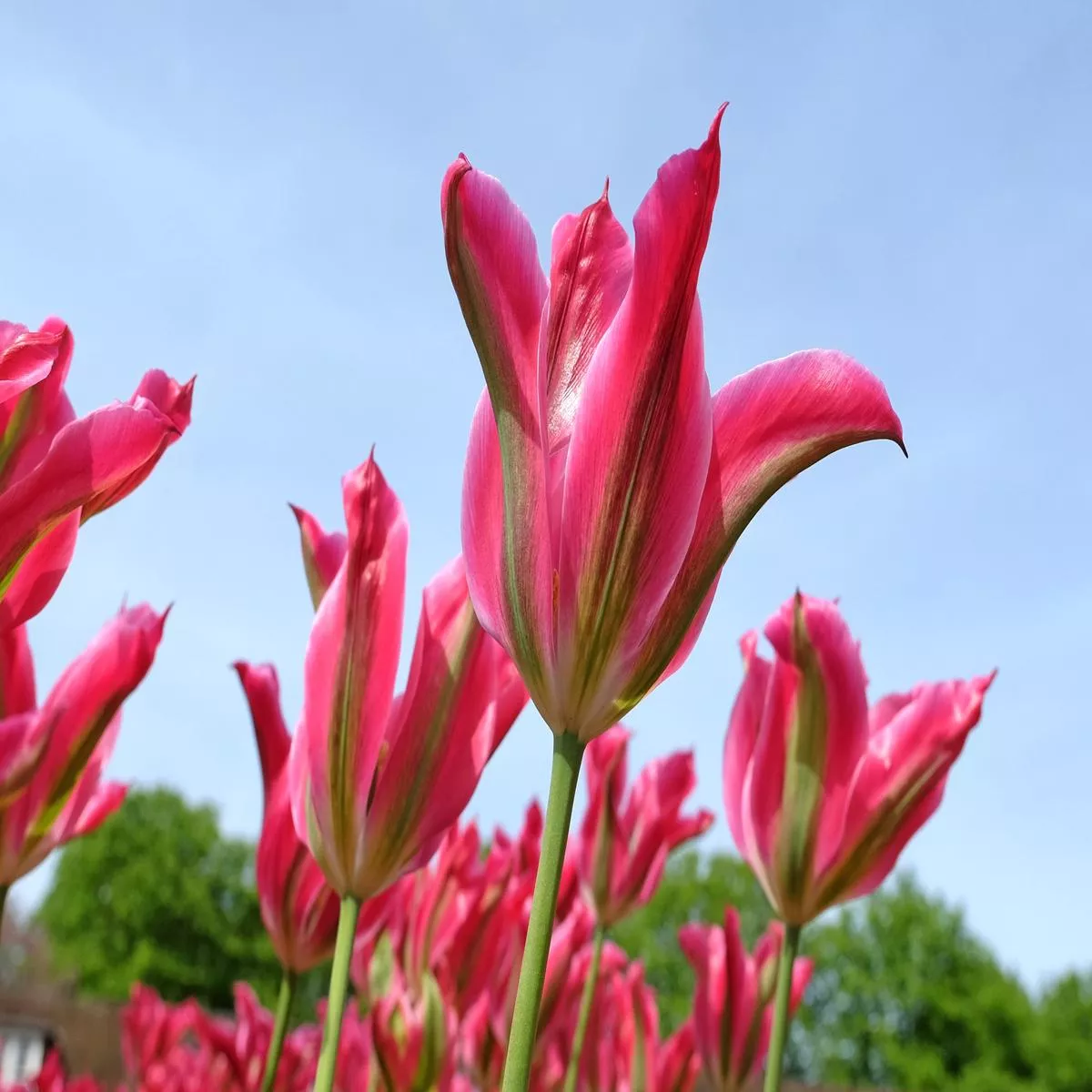 tulipa-virichic-bulb-pack-100-12 Tulipa ‘Virichic’ Bulb – Pack of 100 | 12/+