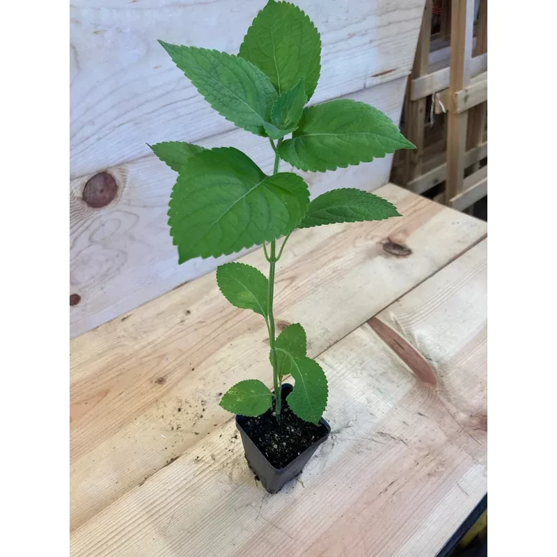 Tulsi, Vana
