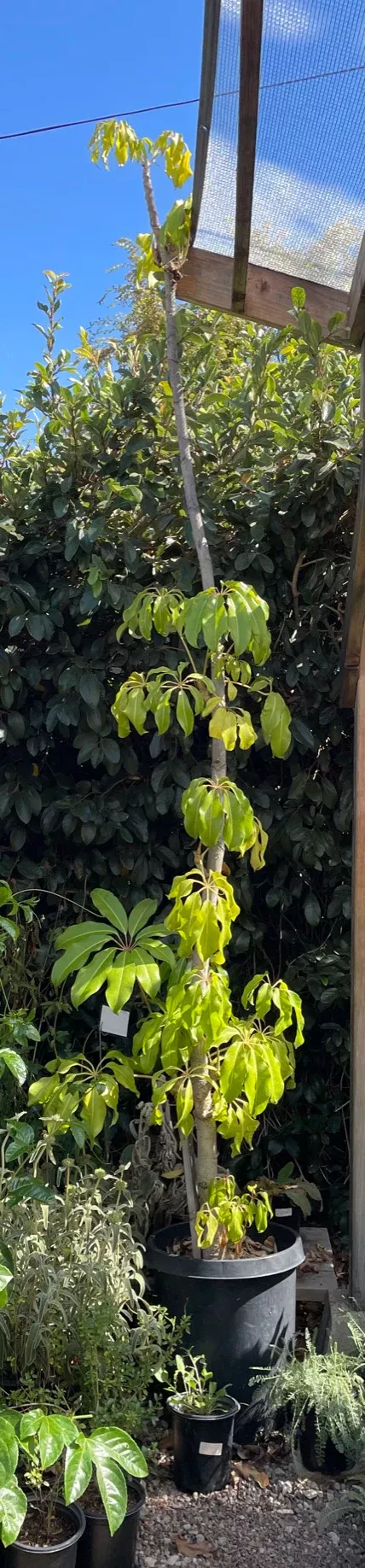 tupidanthus-calyptratus-umbrella-tree-or-mallet-flower Tupidanthus calyptratus (umbrella tree or mallet flower)
