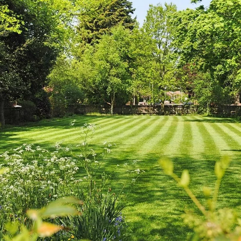 Turf Perennial Ryegrass Blend