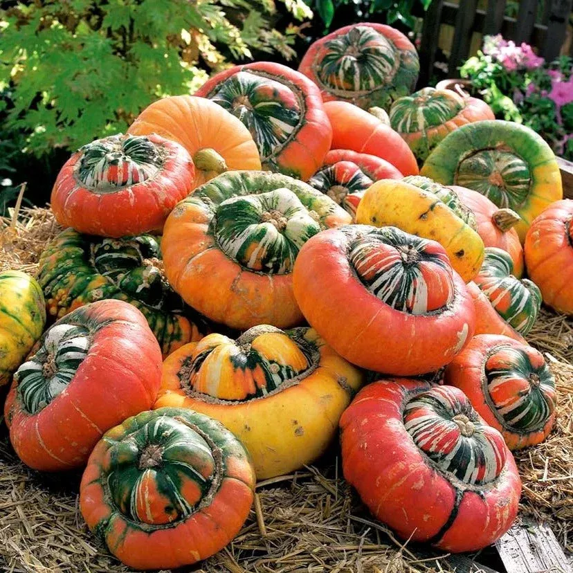 turk-s-turban-pumpkin Turk's Turban Pumpkin