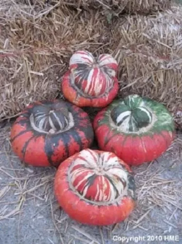 Turks Cap Gourd