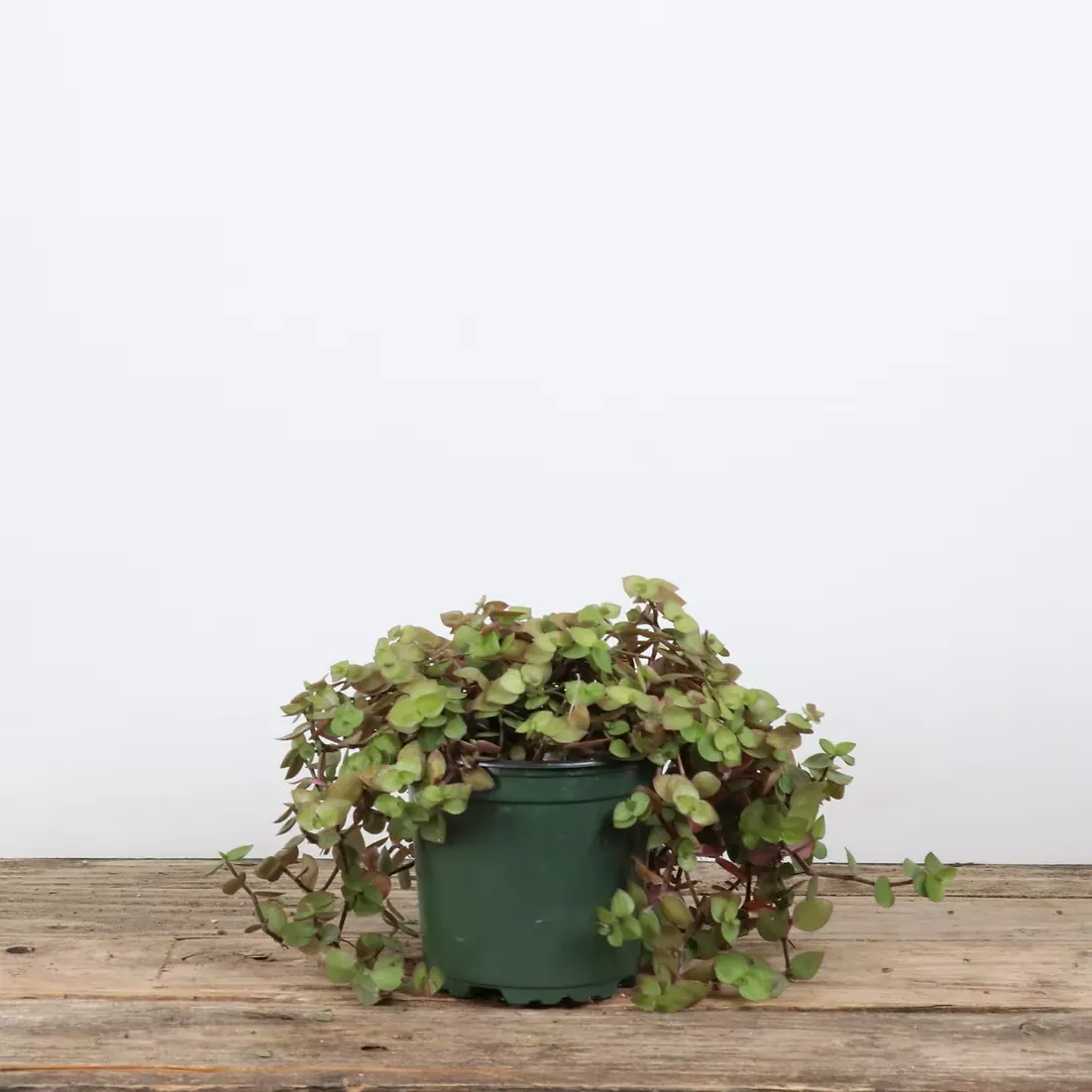 Turtle Vine