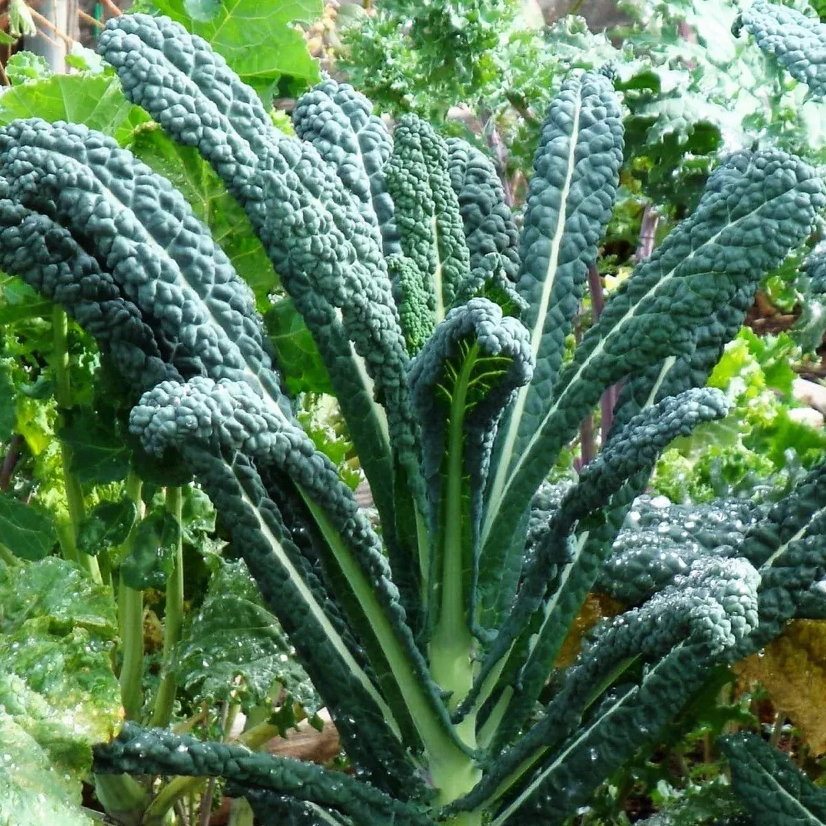 tuscan-lacinato-kale-dinosaur Tuscan Lacinato Kale (Dinosaur)
