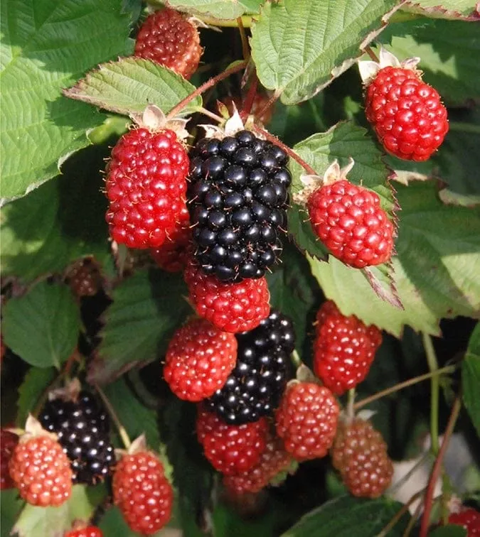 Twilight Thornless Blackberry