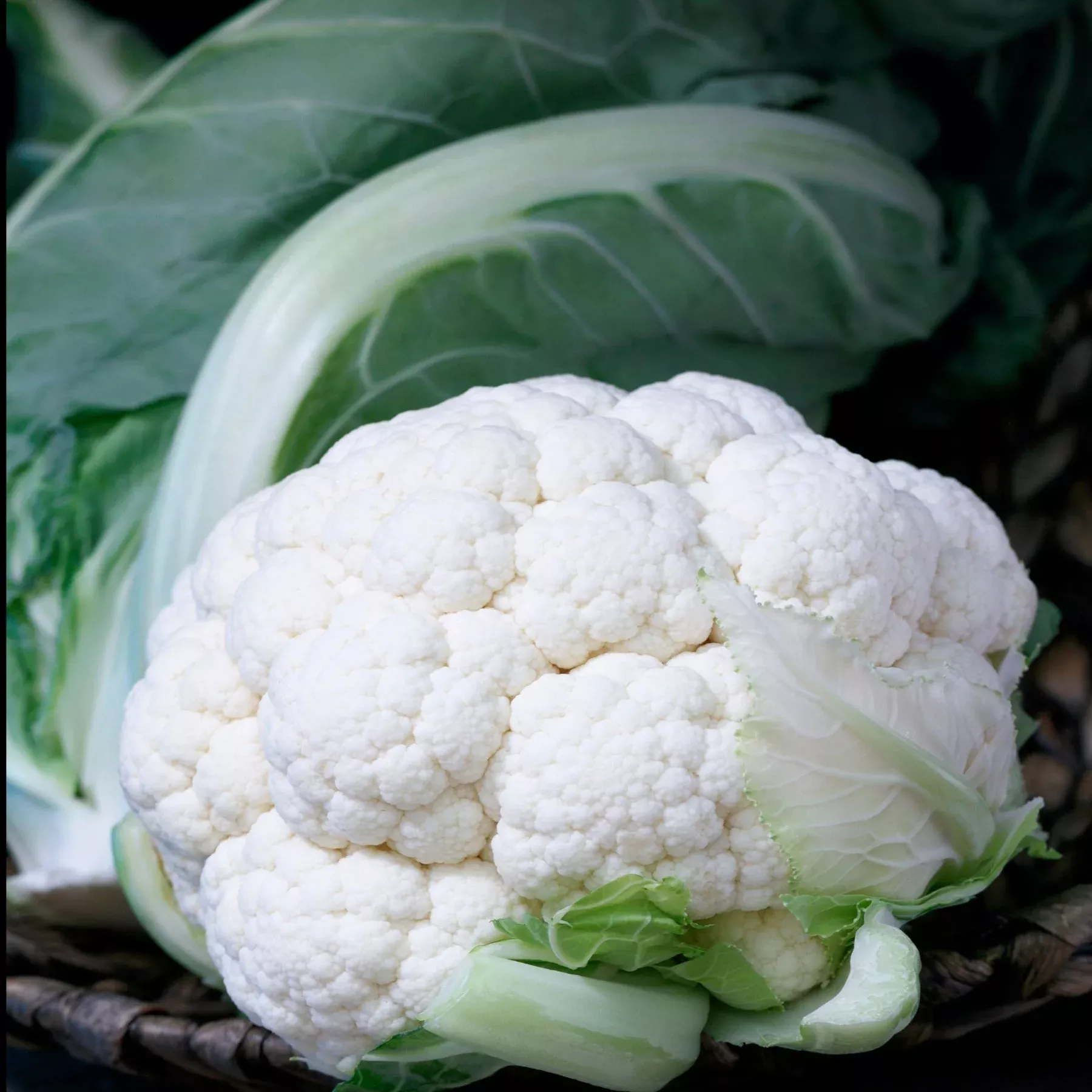 twister-hybrid-cauliflower-seeds Twister Hybrid Cauliflower Seeds