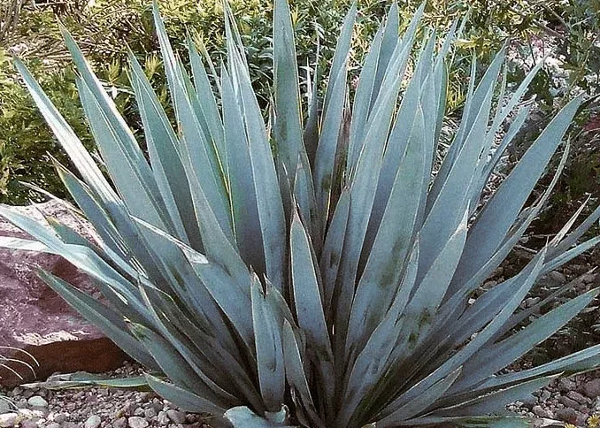Twistleaf Yucca - Blue