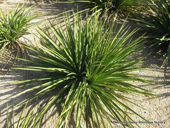 twistleaf-yucca-green Twistleaf Yucca - Green