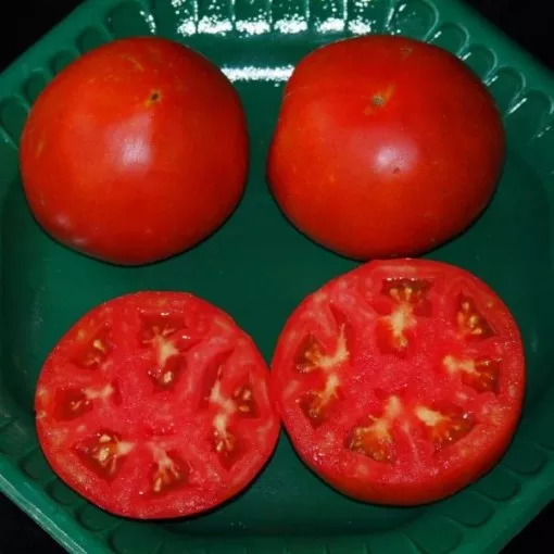 tycoon-tomato-seeds Tycoon Tomato Seeds