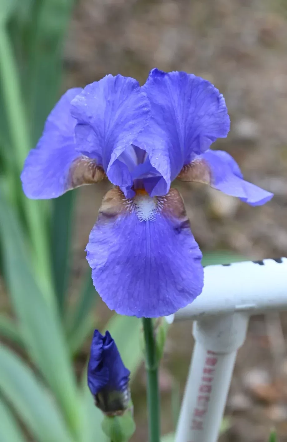 tyrolean-blue Tyrolean Blue