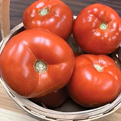 u-pick-hybrid-tomato U-Pick Hybrid Tomato