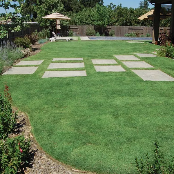 uc-verde-buffalo-grass-plugs UC Verde Buffalo Grass Plugs