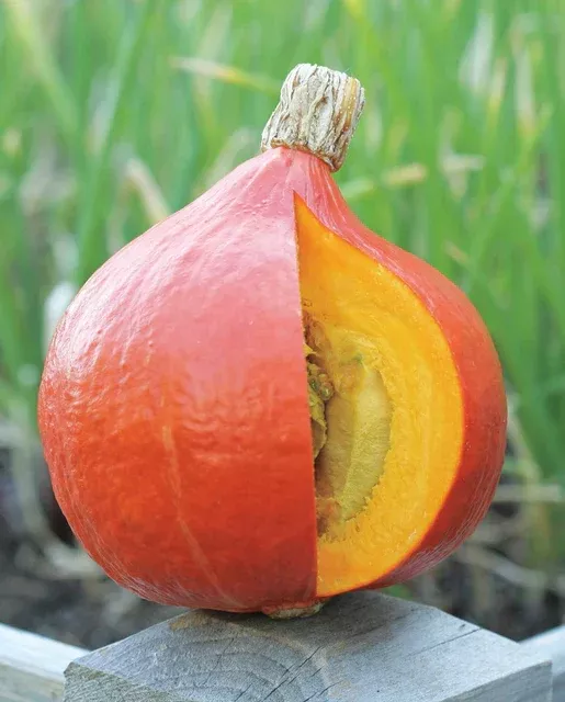 uchiki-red-kuri-organic-squash Uchiki Red Kuri Organic Squash
