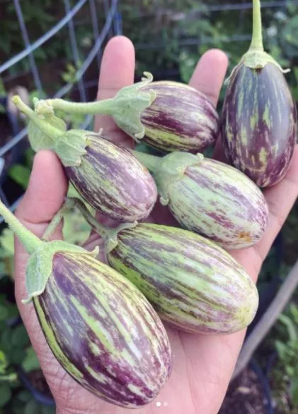 udumalpet-eggplant Udumalpet Eggplant