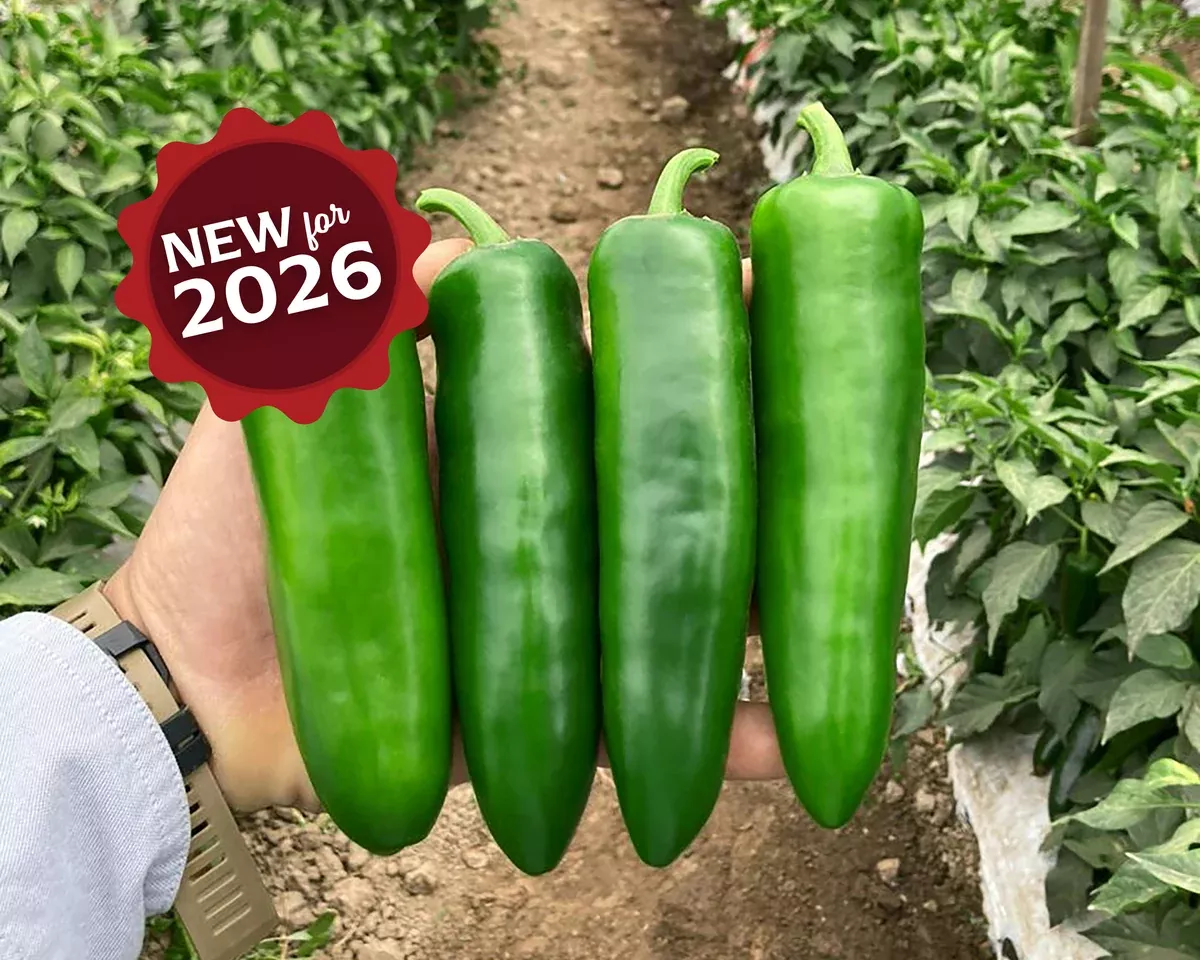unicron-hybrid-pepper-seeds Unicron Hybrid Pepper Seeds