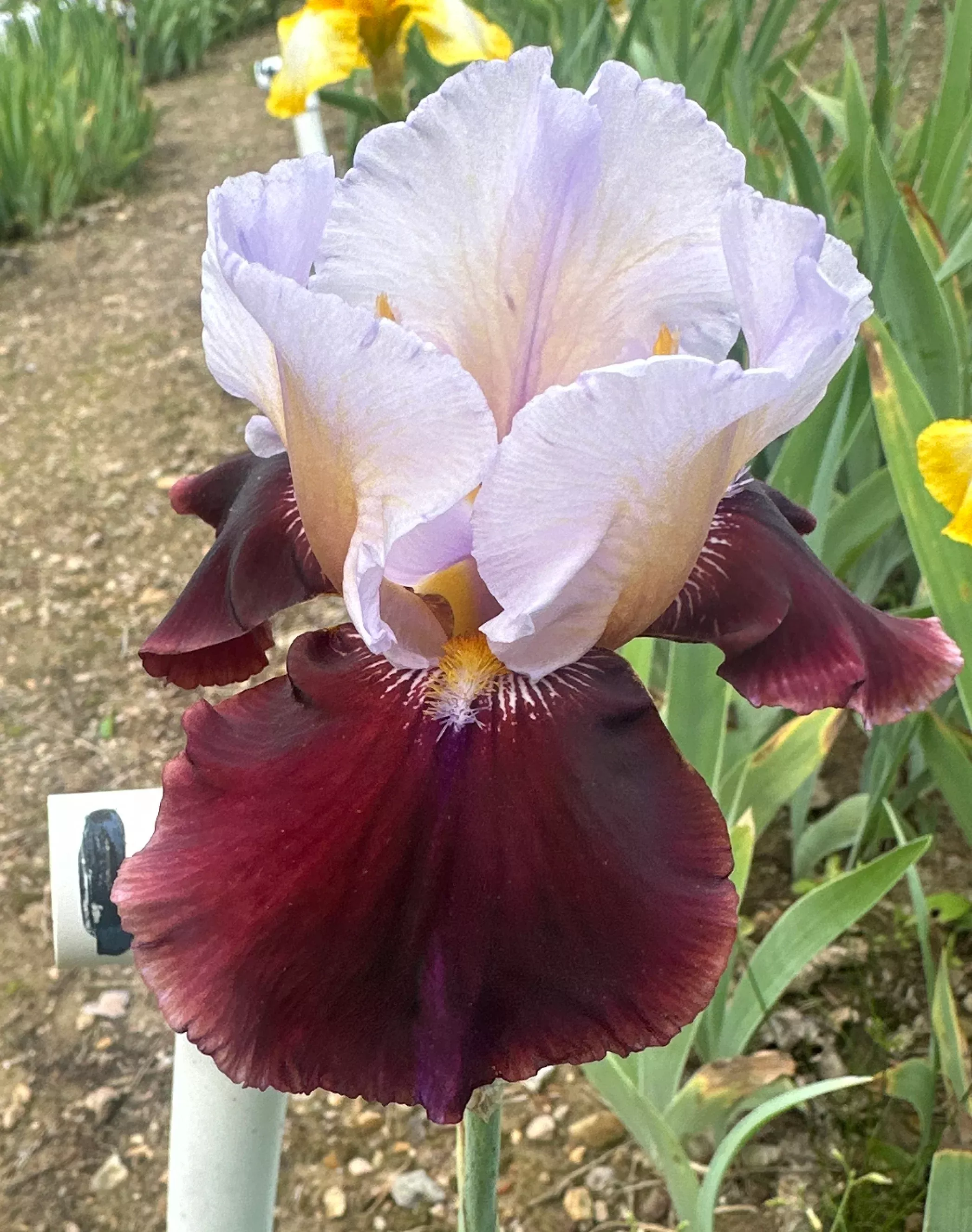 Unidentified Lavender & Red Bicolor TB
