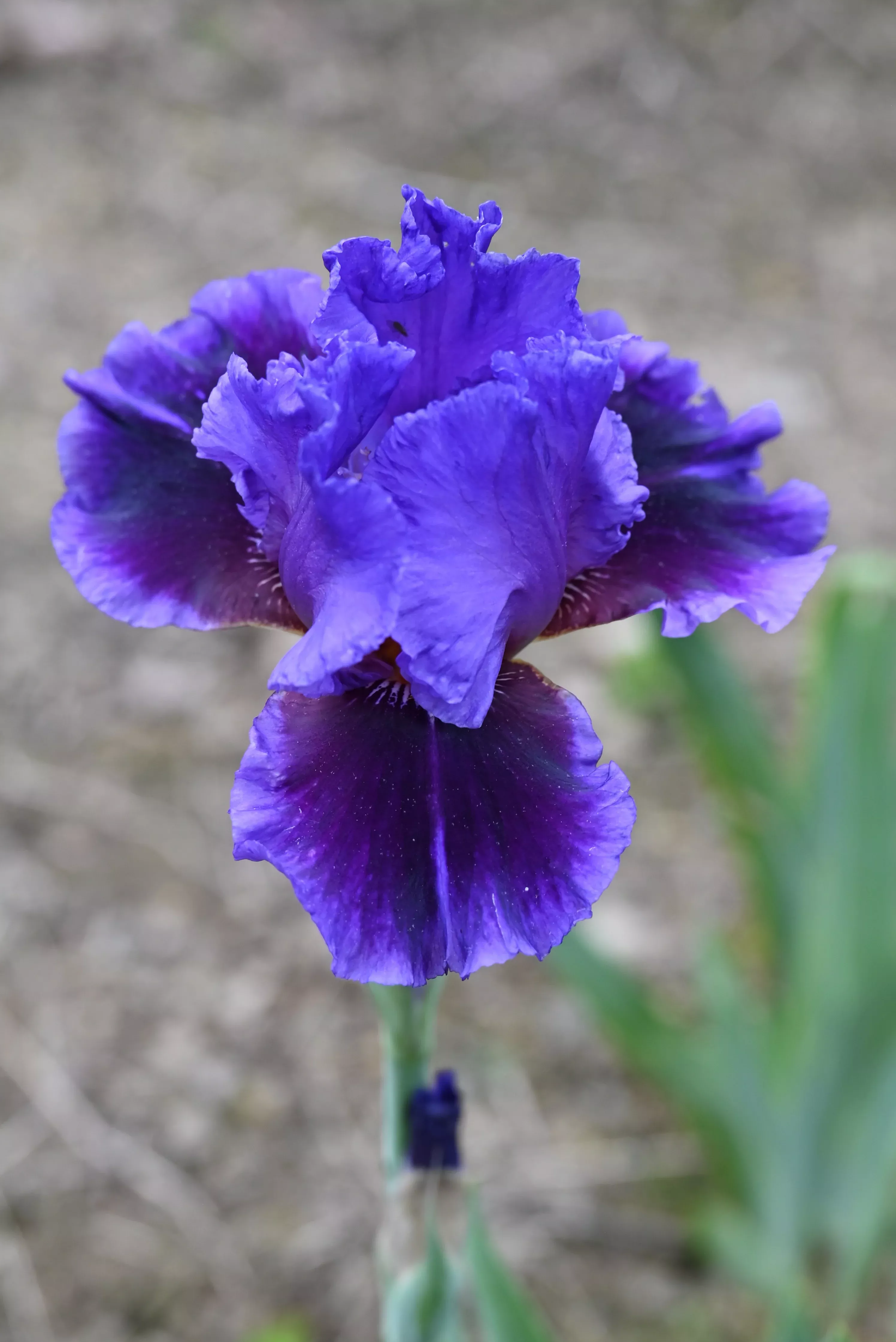 unidentified-purple-iris Unidentified Purple Iris