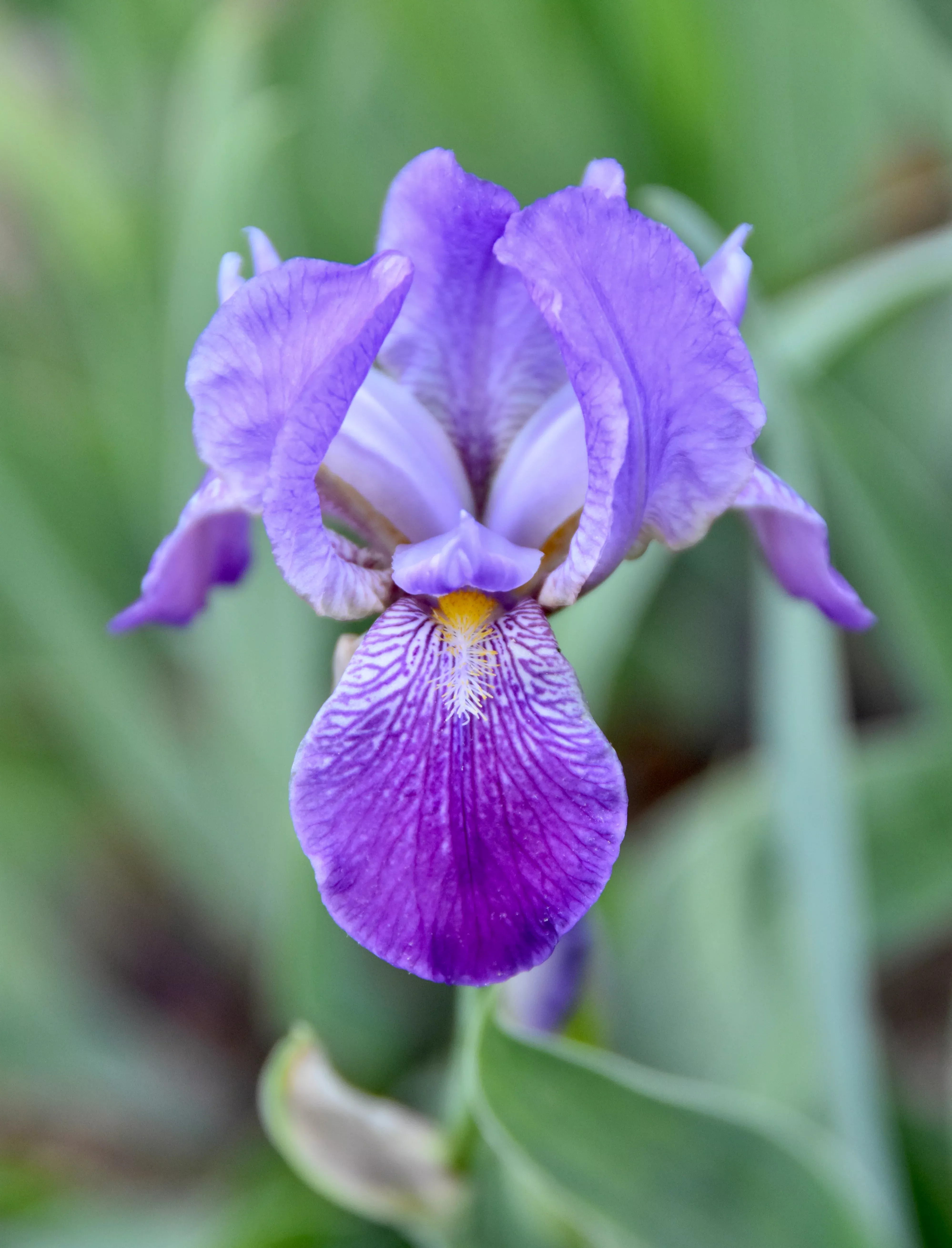 unidentified-purple-mtb Unidentified Purple MTB