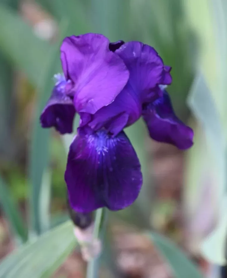 Unidentified Purple TB #2