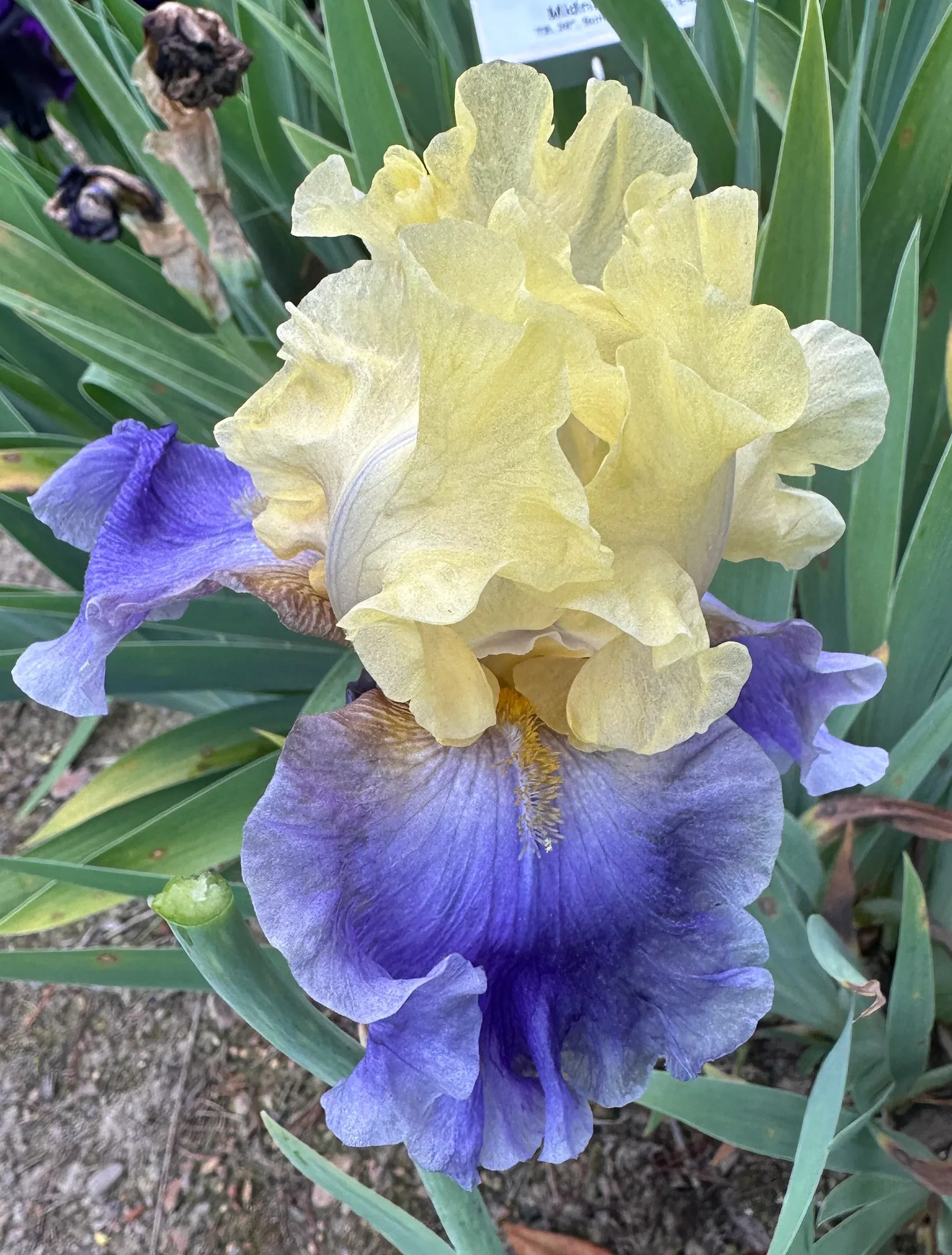 Unidentified Yellow & Purple TB #3