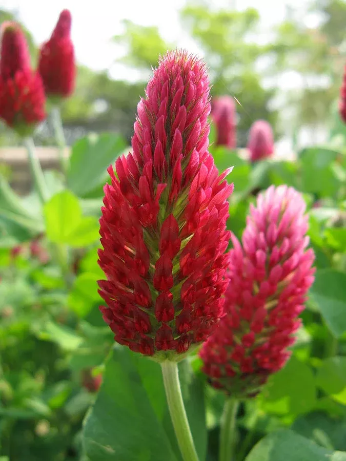 untreated-crimson-clover-cover-crop-free-shipping Untreated Crimson Clover Cover Crop - FREE SHIPPING