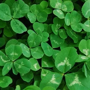 untreated-white-clover-cover-crop Untreated White Clover Cover Crop