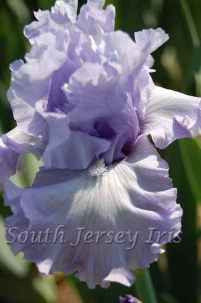 uptown-lady-keppel-2010 Uptown Lady- Keppel, 2010