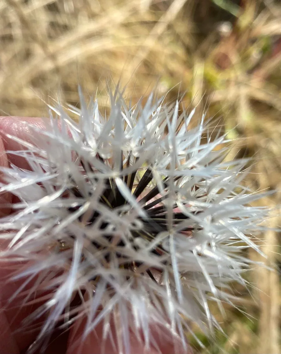 Uropappus lindleyiUropappus Silver Puffs Silverpuffs