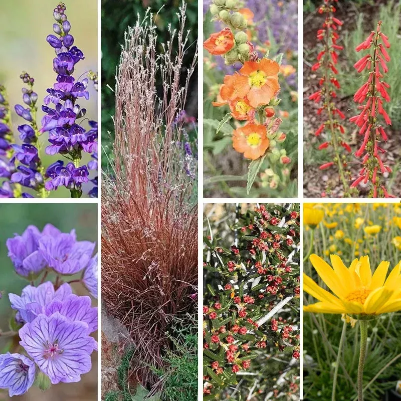 utah-perennial-collection Utah Perennial Collection