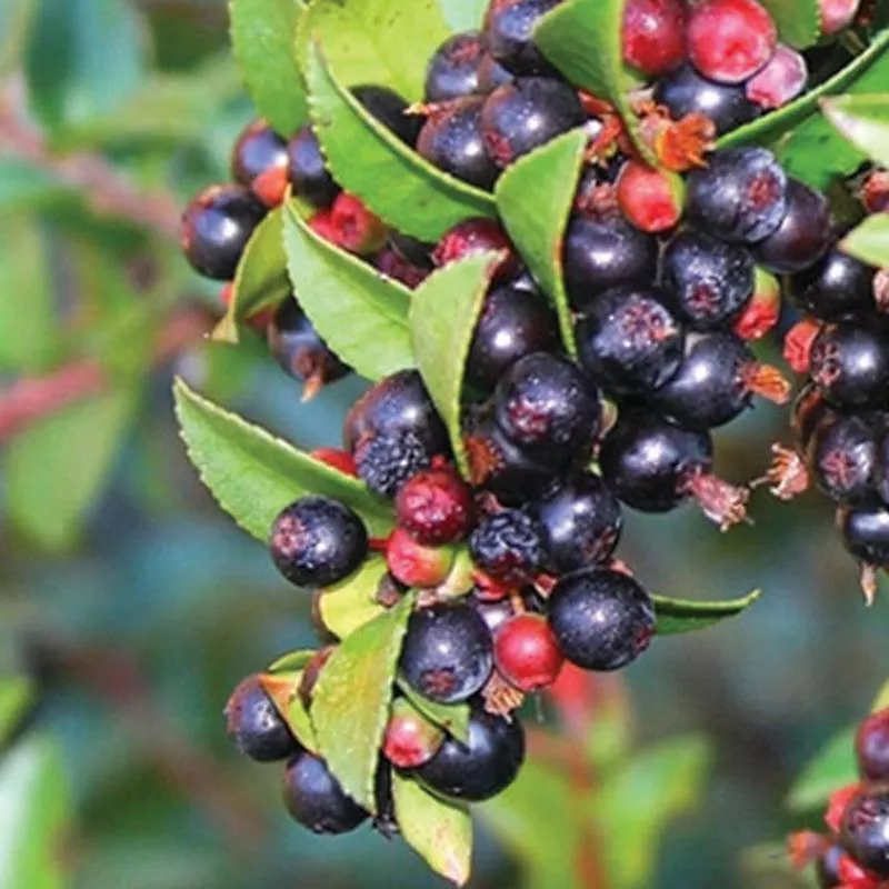 vaccinium-native-star Vaccinium 'Native Star'