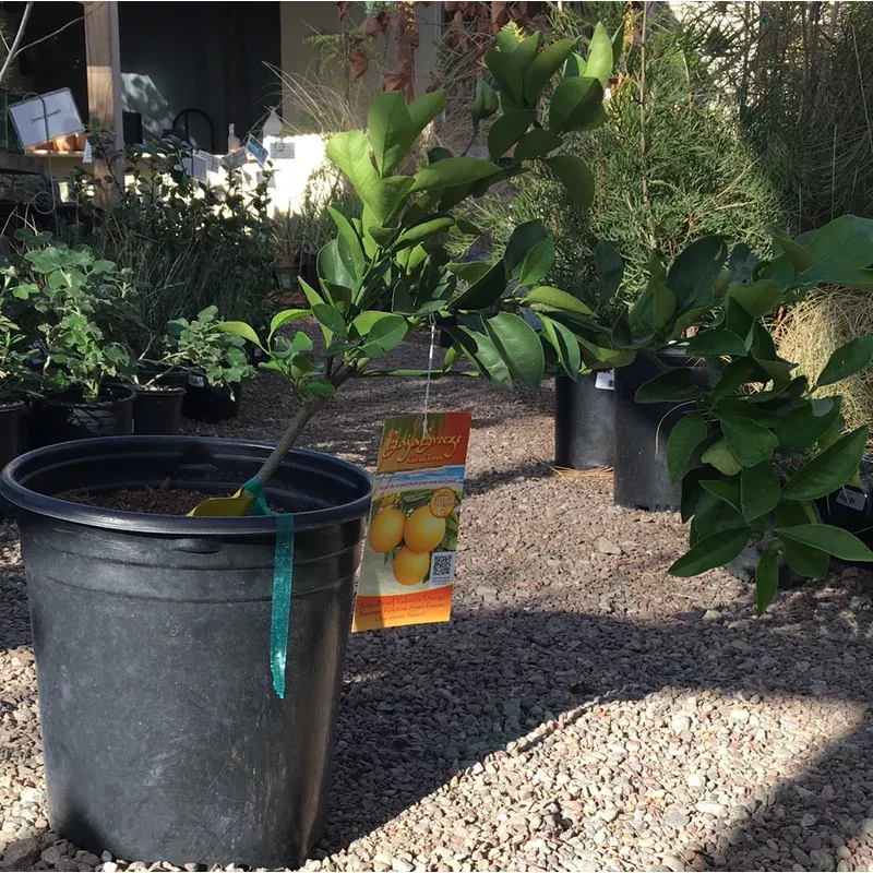 Valencia Orange, semi-dwarf