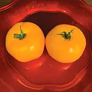 valencia-tomato Valencia Tomato