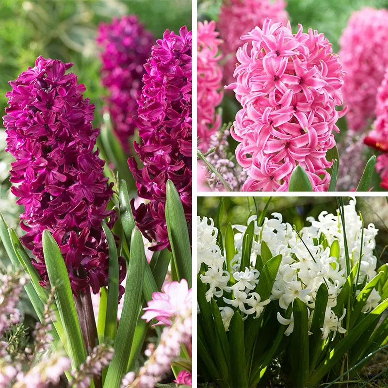 valentine-hyacinth-mix Valentine Hyacinth Mix