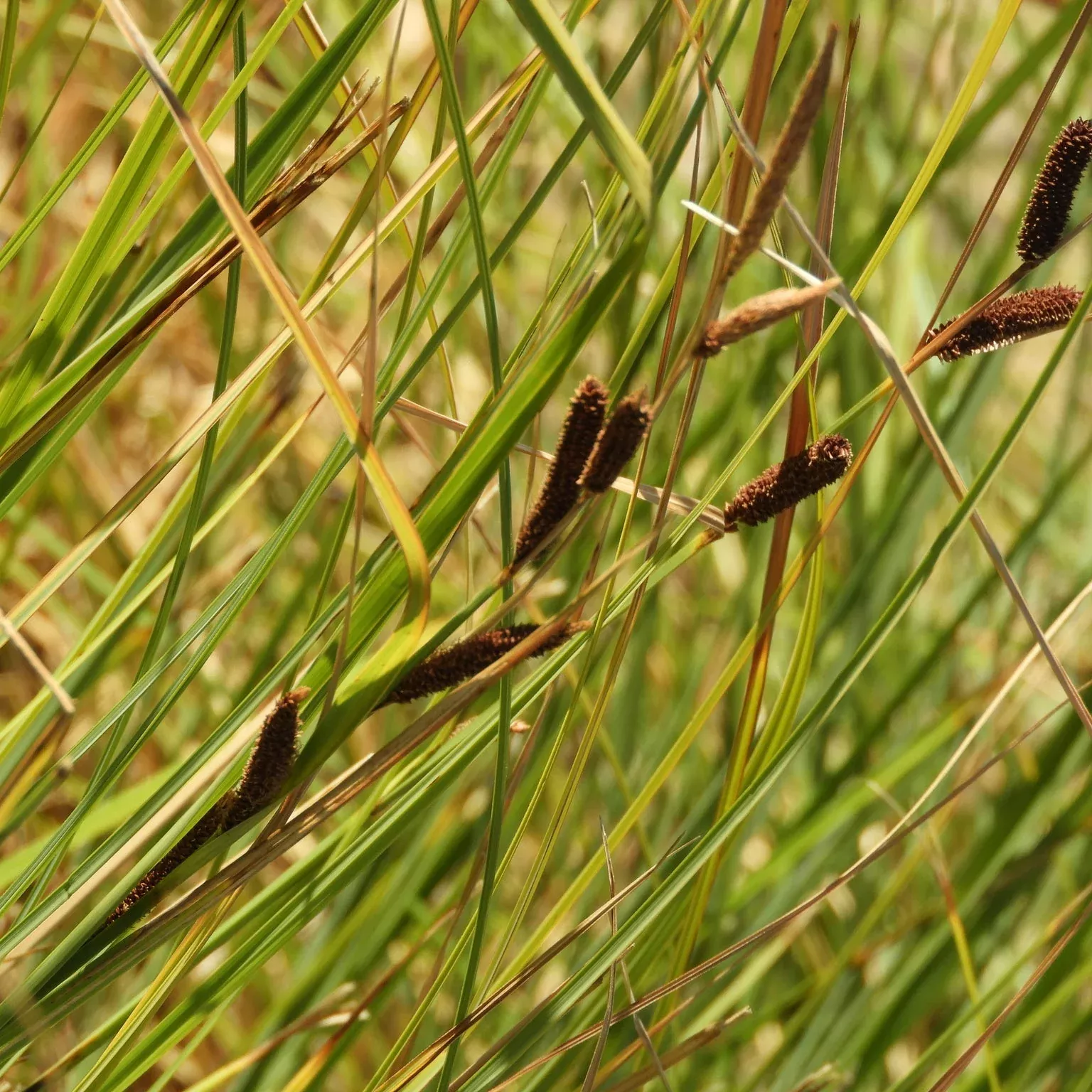 valley-sedge Valley Sedge