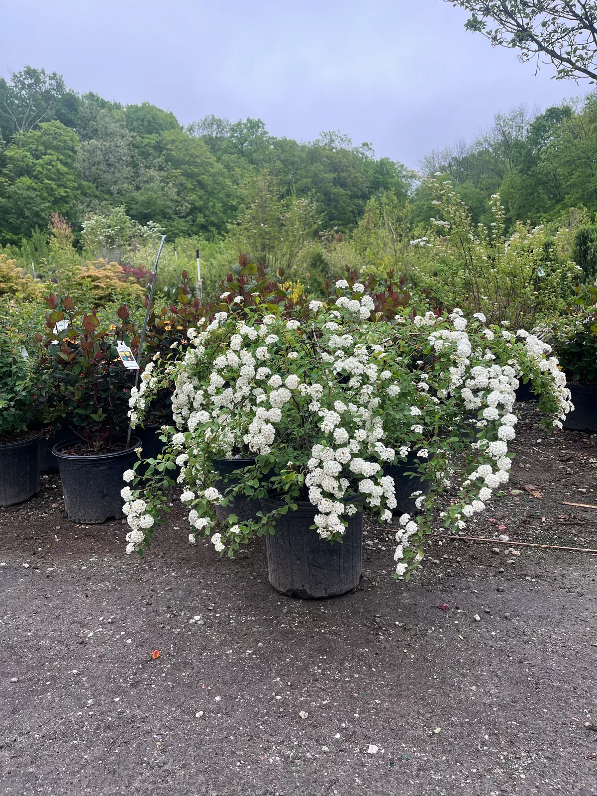 van-houtte-spirea Van Houtte Spirea