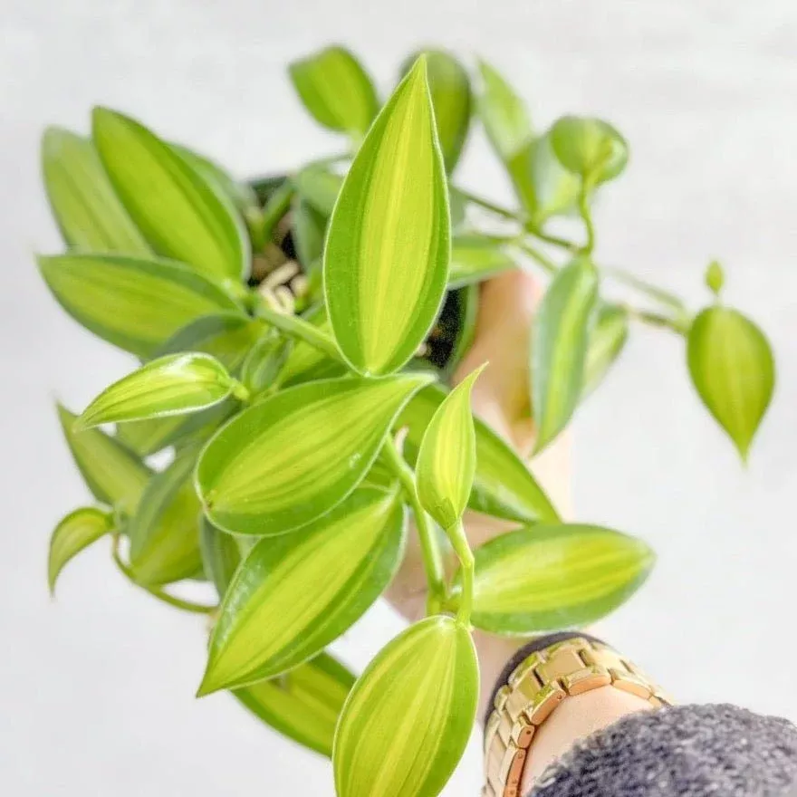 vanilla-planifolia-varigated-variegated-vanilla Vanilla planifolia varigated - Variegated Vanilla