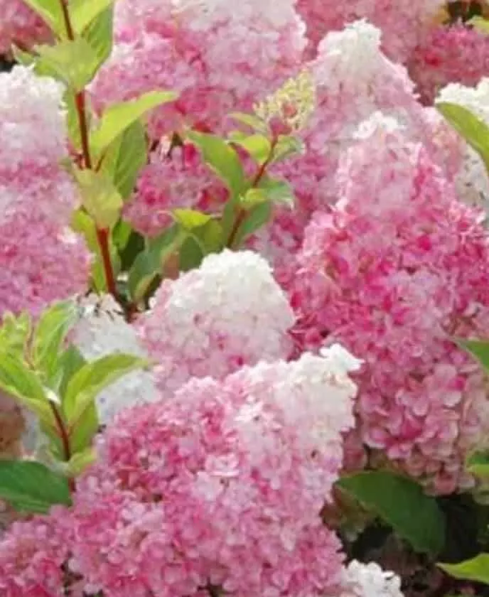 vanilla-strawberry-hydrangea-tree-live-plant-pink-white-flowering-shrub-live-gar Vanilla Strawberry Hydrangea Tree Live Plant, Pink and White Flowering Shrub, Live Garden Plant – Ships Bare Root – Pink & White Flowering Shrub Tree Form – Hardy Outdoor Landscaping Plant