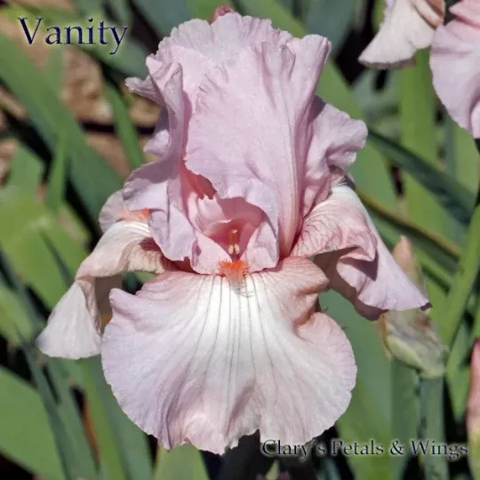 vanity-1974-tb-fragrant VANITY - 1974 - TB - Fragrant