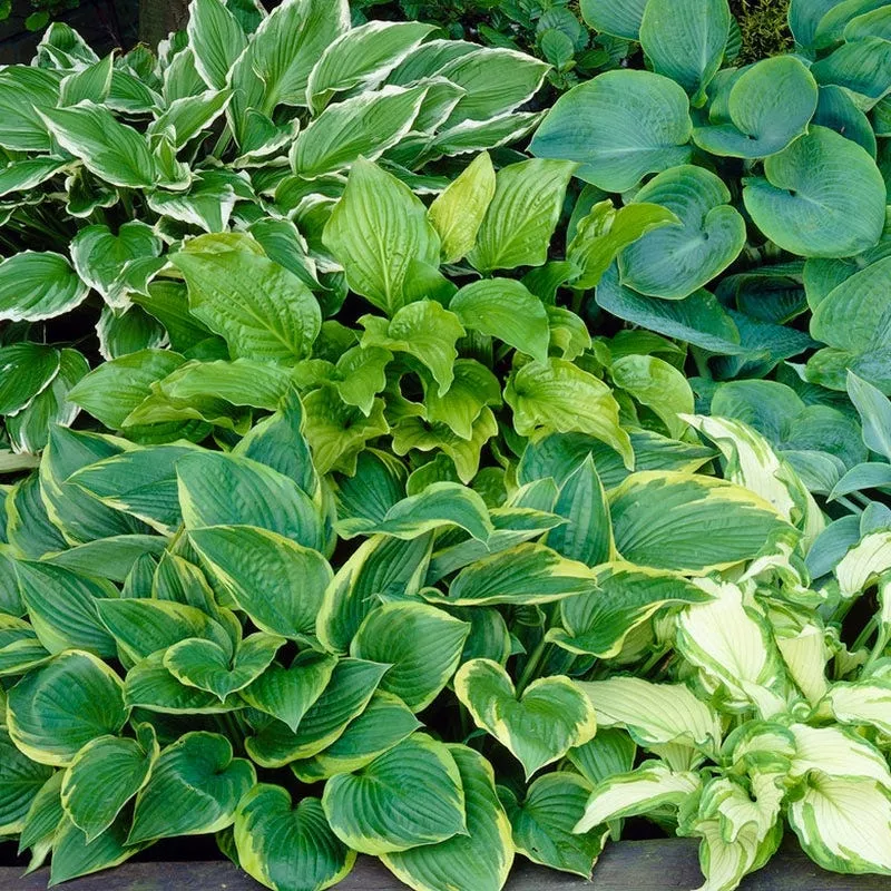 variegated-hosta-mix Variegated Hosta Mix